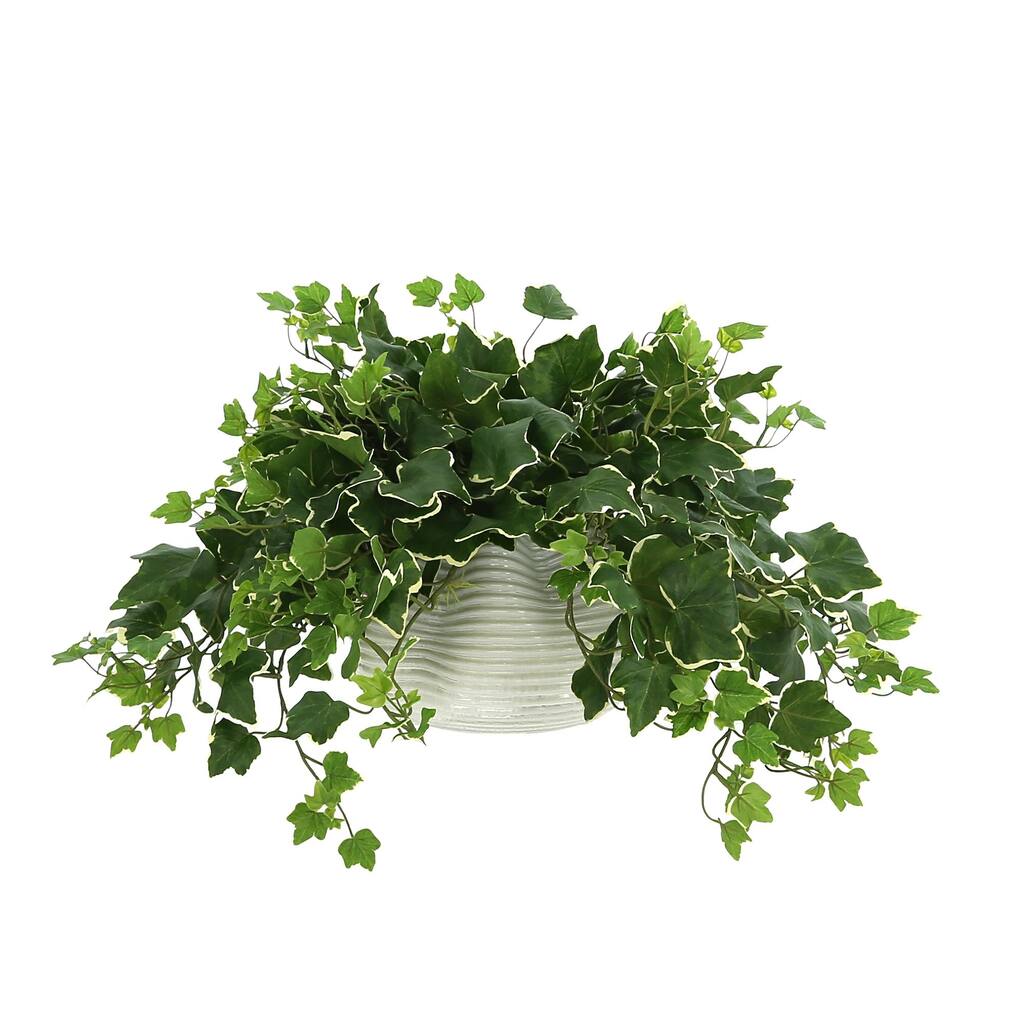 Ivy Plant in a Glass Vase - Green