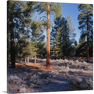 Shop Frosted Underbrush In Ponderosa Pine Tree Forest Kaibab