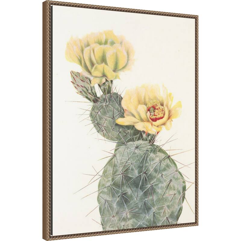 Missouri Prickly Pear From North American Wildflowers (1925) by Mary Vaux Walcott (23 x 30 in.), Framed Canvas Wall Art Print