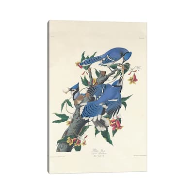 iCanvas "Blue Jay, 1831" by John James Audubon Canvas Print