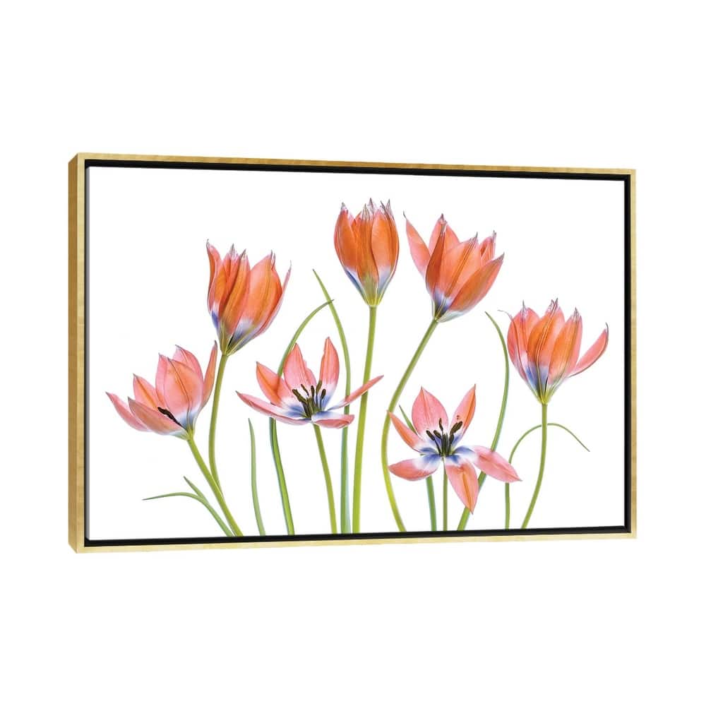iCanvas "Apricot Tulips" by Mandy Disher Framed