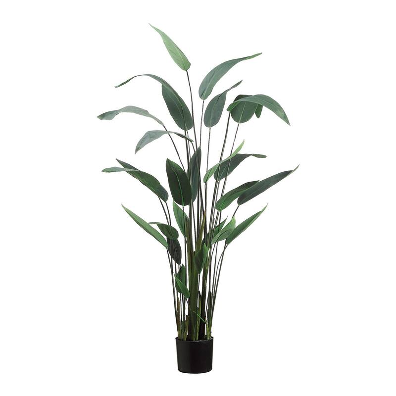 5.5 ft Water Canna Plant with Plastic Filler - Green