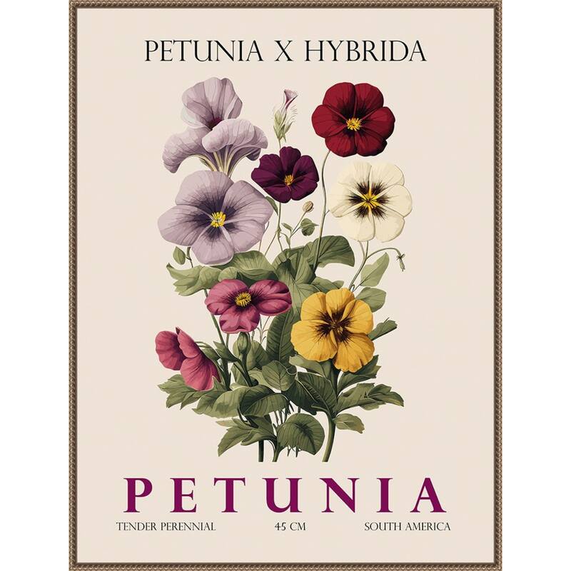 Vintage Botanical Petunia Illustration by Christopher Giampietro Framed Canvas Wall Art Print