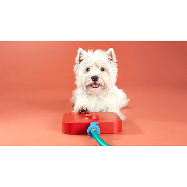 pawcet dog drinking fountain