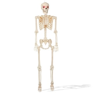 5 Animated Full Size Halloween Skeleton with Lightup Eyes and Speaker