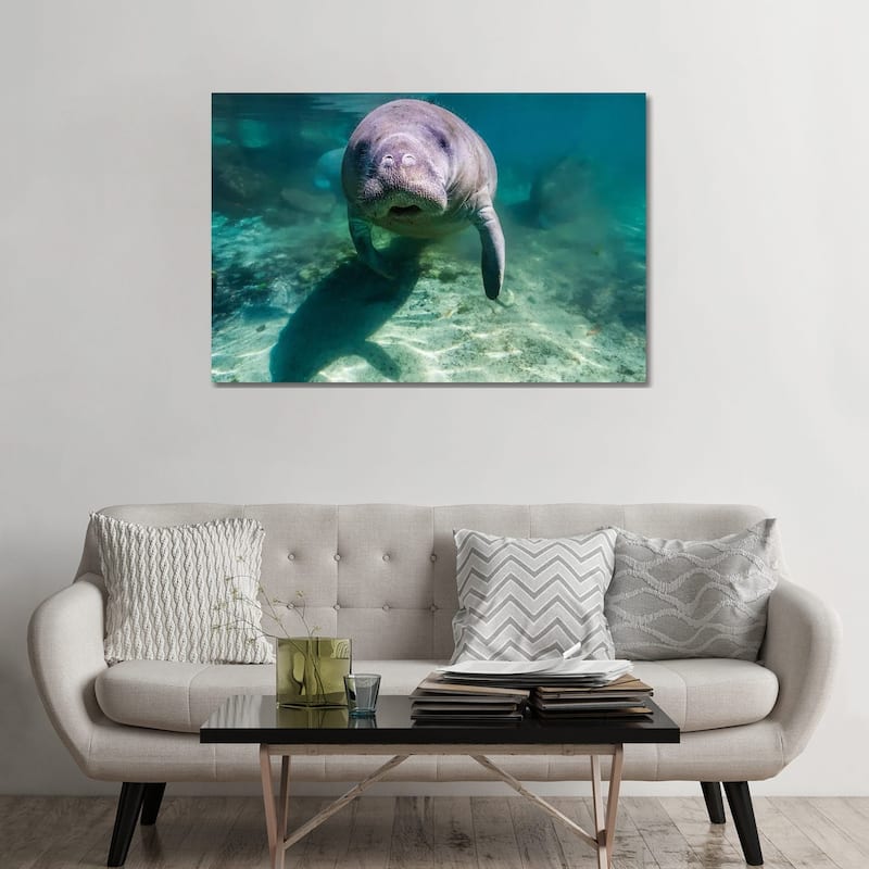 iCanvas "Manatee In Crystal River, Florida" by Jennifer Idol Canvas Print - 32x48x1.5