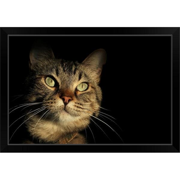 Shop Tabby Cat Face Against Black Background Black Framed Print