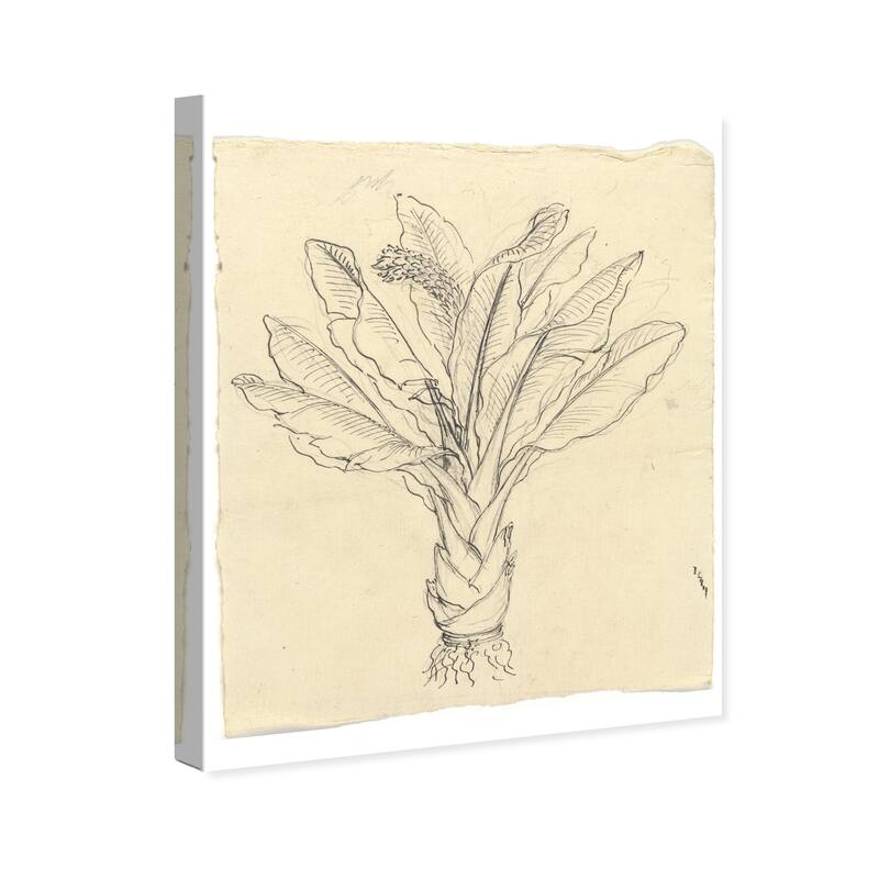 Wynwood Studio Canvas Floral and Botanical Sketch of a Leafy Green Black and Cream White Traditional Wall Art Canvas Print