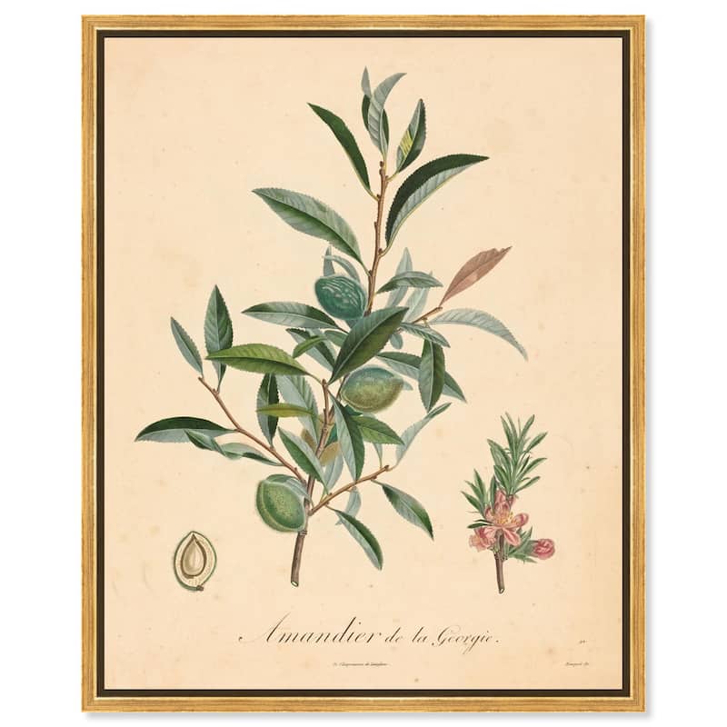 Almond of Georgia I Canvas by Art Remedy - Gold - 20" x 24"