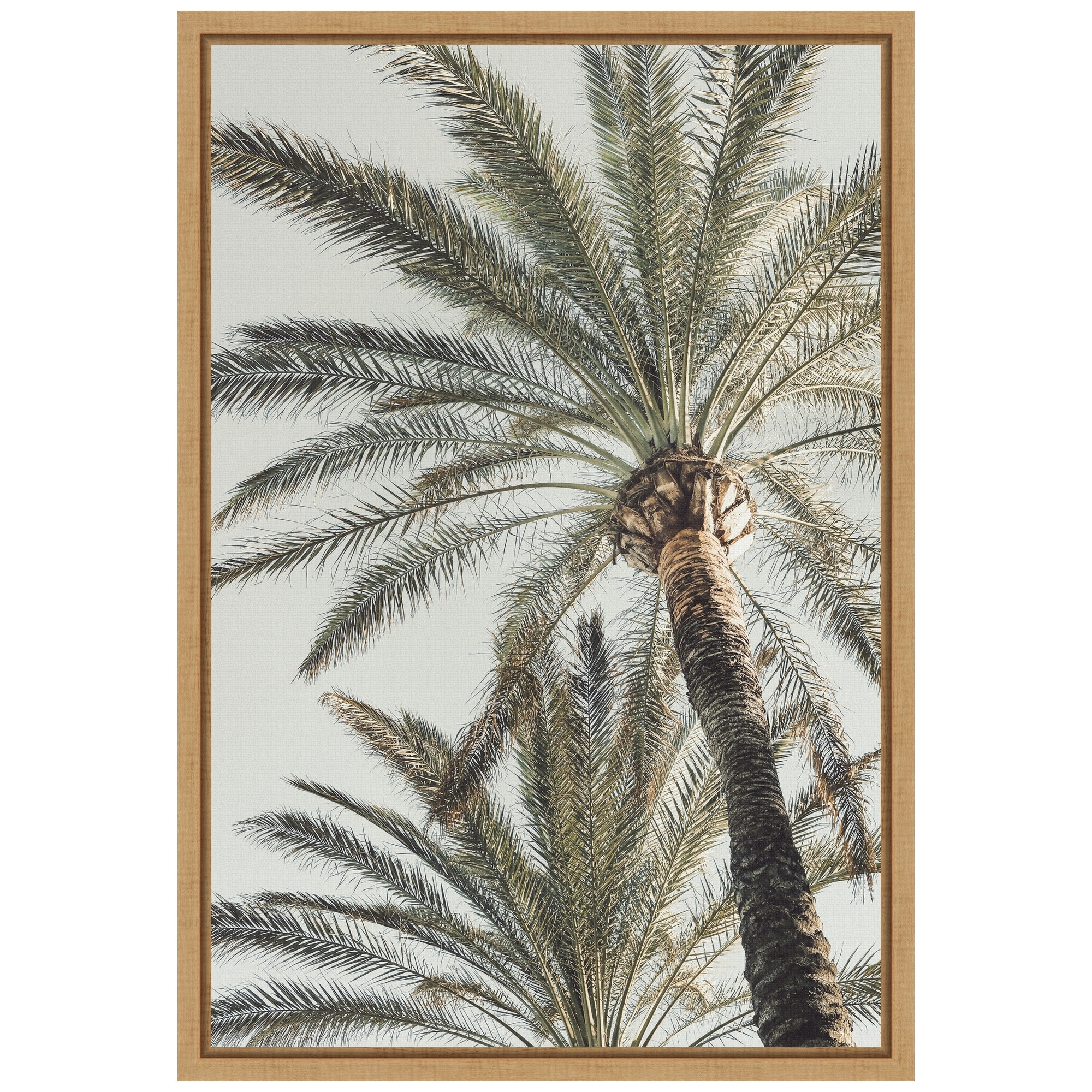 Palm 005 by Pictufy Studio III Framed Canvas Wall Art - Sylvie Maple