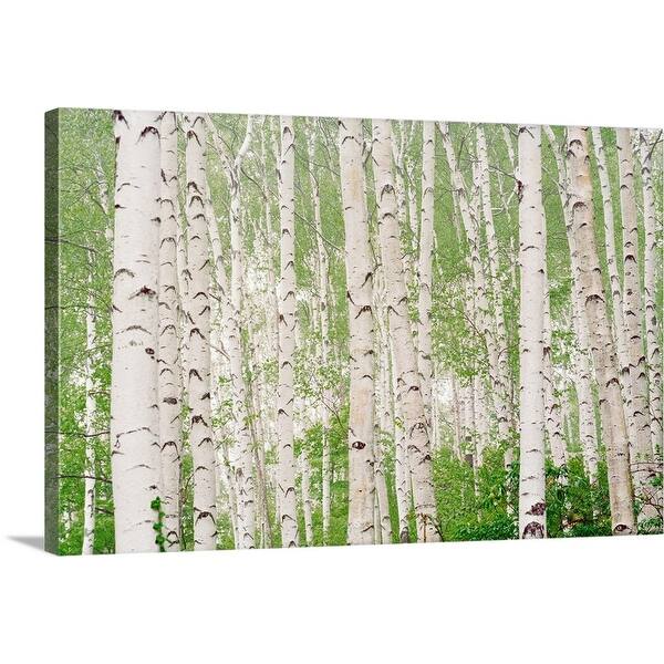 Shop Aspen Trees Canvas Wall Art Free Shipping Today