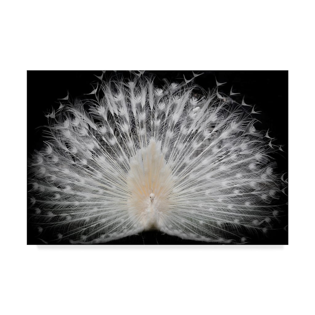 Pino Liddi 'White Peacock Portrait' Canvas Art