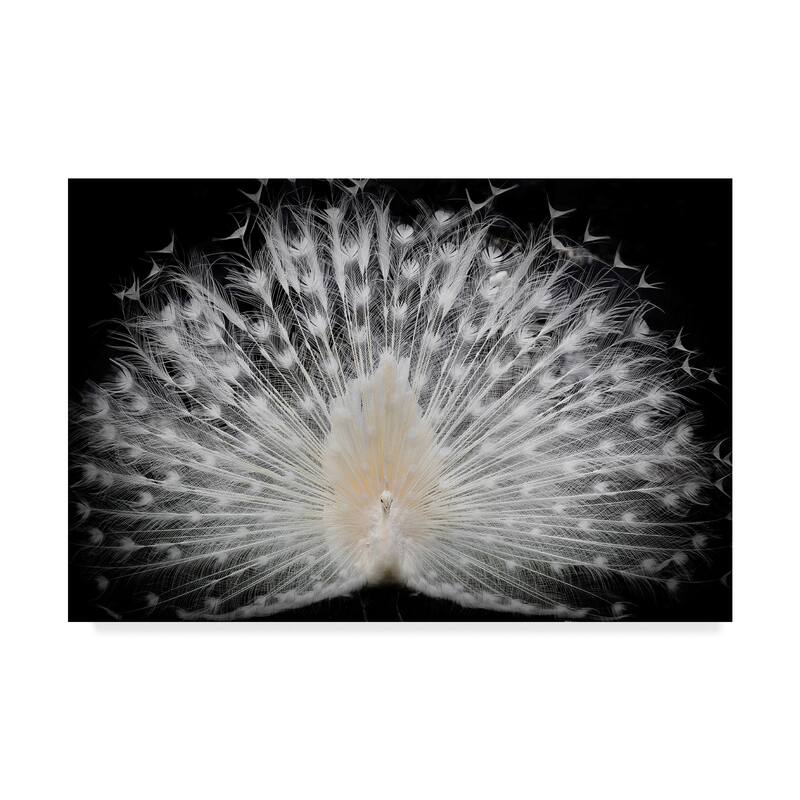 Pino Liddi 'White Peacock Portrait' Canvas Art