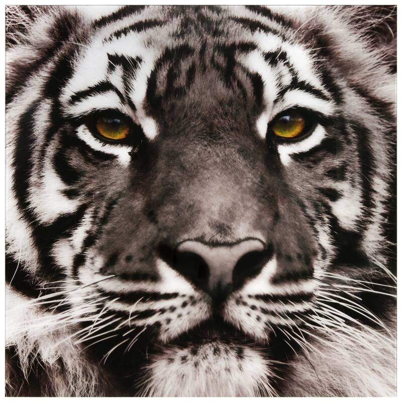 "Eye of the Tiger" Frameless Free Floating Tempered Glass Panel Graphic Wall Art