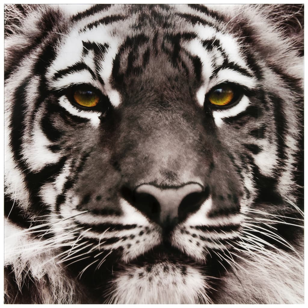 "Eye of the Tiger" Frameless Free Floating Tempered Glass Panel Graphic Wall Art