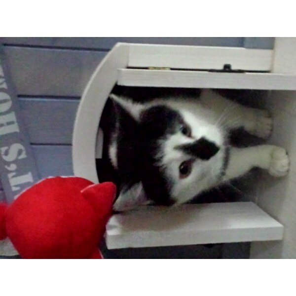 Top Product Reviews For Trixie 3 Story Cat House And Condo