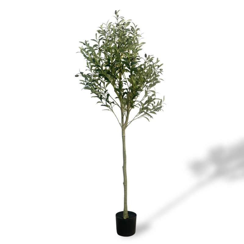 Olive Tree used in garden and outdoor, backyard