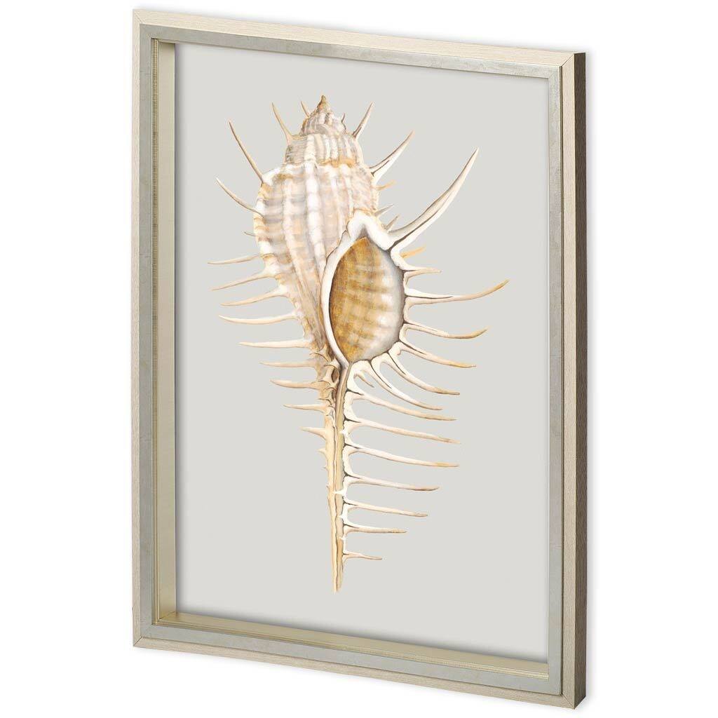 Custom Spiny Murex Framed Art Print
