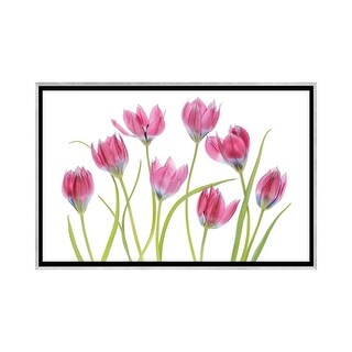 iCanvas "Tulip Blush" by Mandy Disher Framed