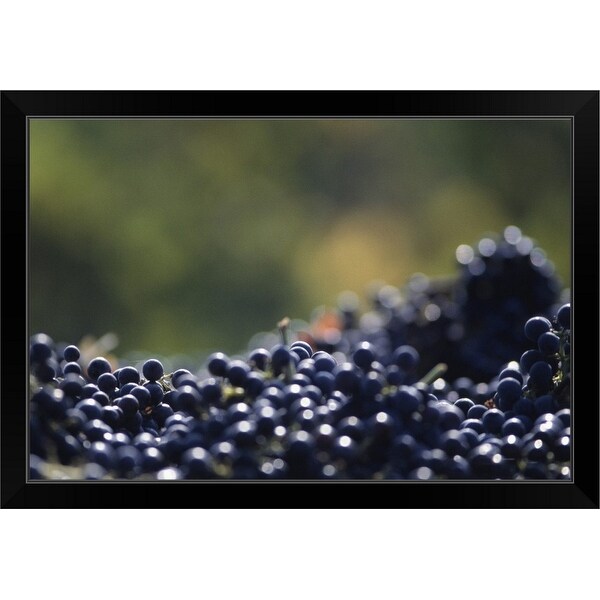 "Ripe grapes, Napa Valley, CA, USA," Black Framed Print