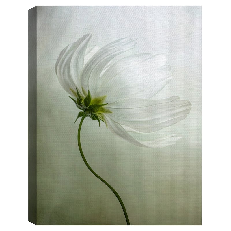 Cosmos Charisma by Mandy Disher Canvas Art Print