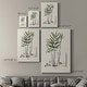 preview thumbnail 4 of 7, Botanical Society Ferns XI Premium Gallery Wrapped Canvas - Ready to Hang