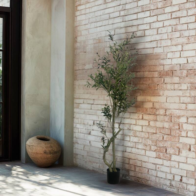 Olive Tree used in garden and outdoor, backyard