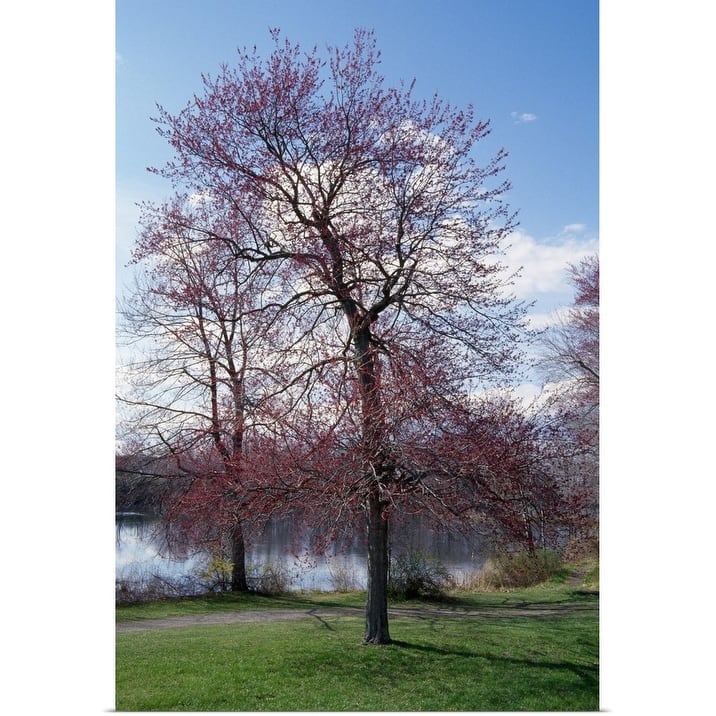 "Red maple tree (Acer rubrum) budding in spring, New York" Poster Print - Multi