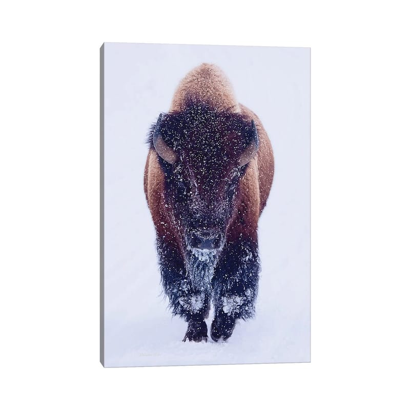iCanvas "Bison In Snow" by OLena Art Canvas Print