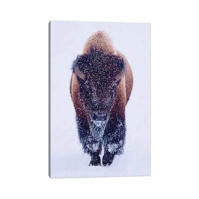 iCanvas "Bison In Snow" by OLena Art Canvas Print