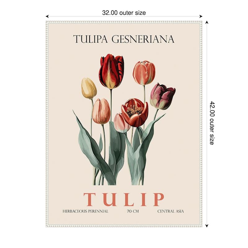 Vintage Botanical Tulip Illustration by Christopher Giampietro Framed Canvas Wall Art Print - White - 32 x 42 in