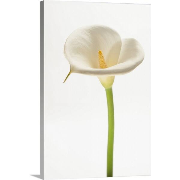 Shop Calla Lily Canvas Wall Art Free Shipping Today