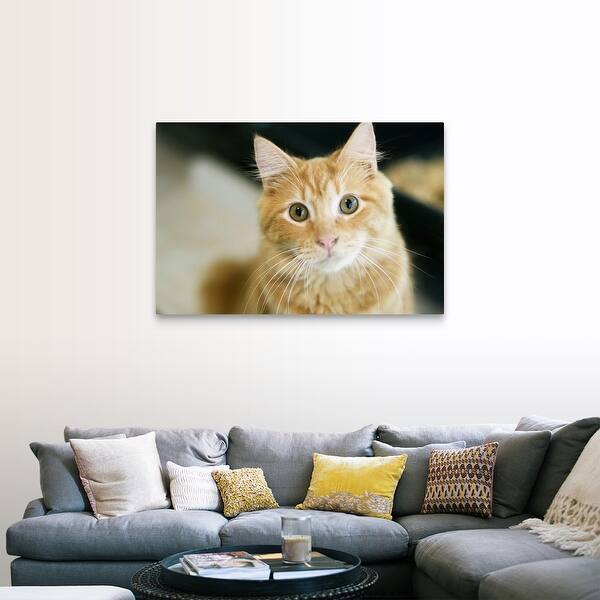 Shop A Fluffy Orange Cat With Yellow Eyes Is Looking At The