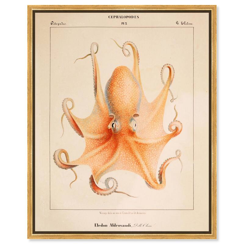 Verany The Octopus 1815 II Canvas by Art Remedy - 20" x 24" - Gold