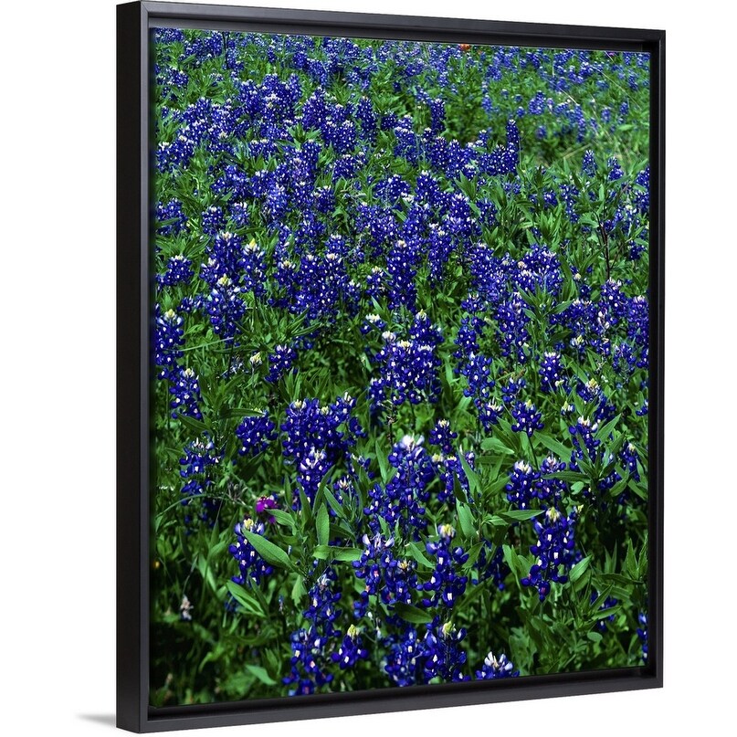 Shop Field Of Texas Bluebonnets Black Float Frame Canvas Art