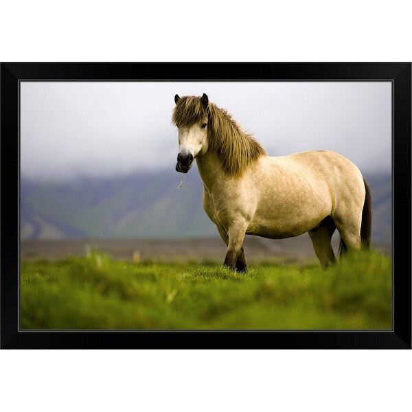 "Horse grazing in pasture, Iceland" Black Framed Print