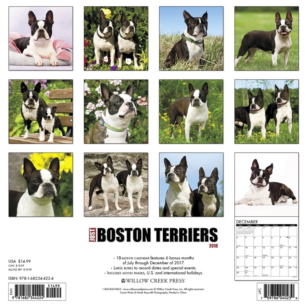 Shop Just Boston Terriers Wall Calendar Boston Terrier By Willow Creek Press Overstock 18139960