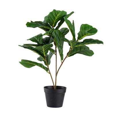 Potted Fiddle-Leaf Tree