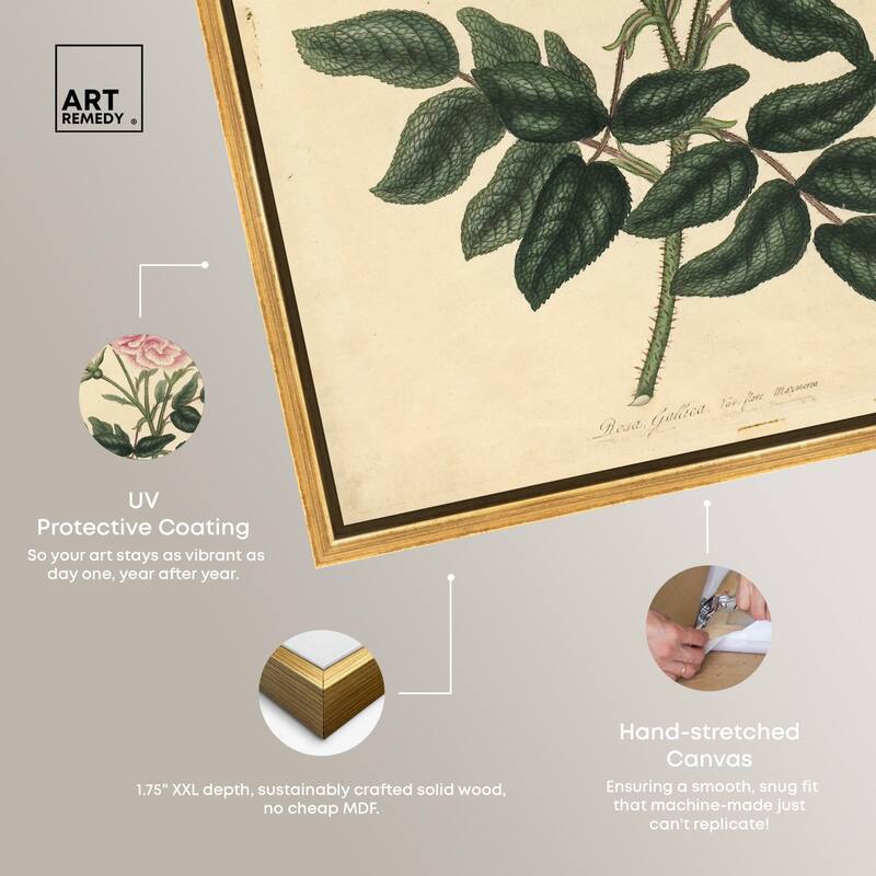 French Rose Canvas by Art Remedy