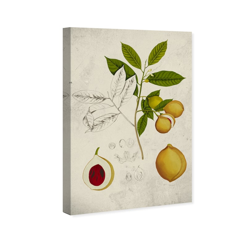 Wynwood Studio Canvas Food and Cuisine Peach Plant Tree Green and Traditional Wall Art Canvas Print