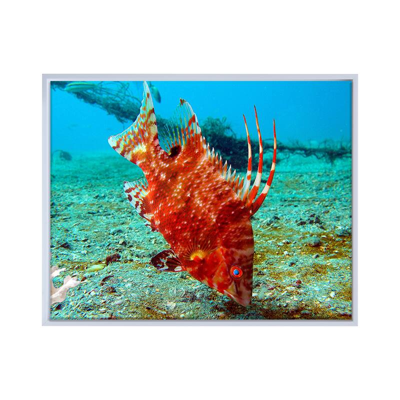 Ready2HangArt 'Sealife' Framed Canvas Wall Art