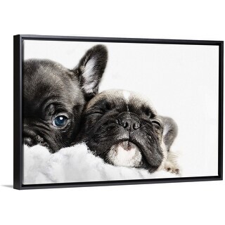 Wallpaper Shop Two French Bulldogs Puppies Snuggled Up Together In A White Desktop Wallpaper