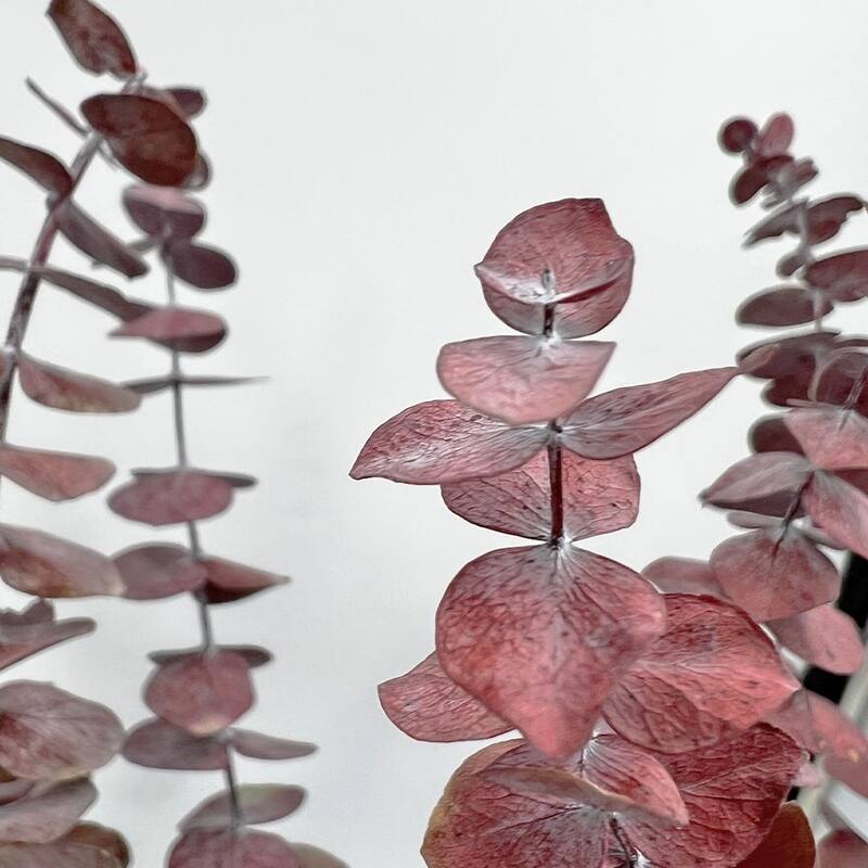 Bundle of 4 Preserved Eucalyptus Leaves ,17-23" long - 20 inches