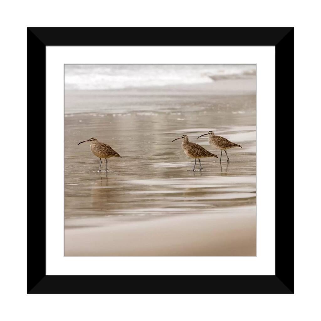 iCanvas "Shore Birds I" by Danita Delimont