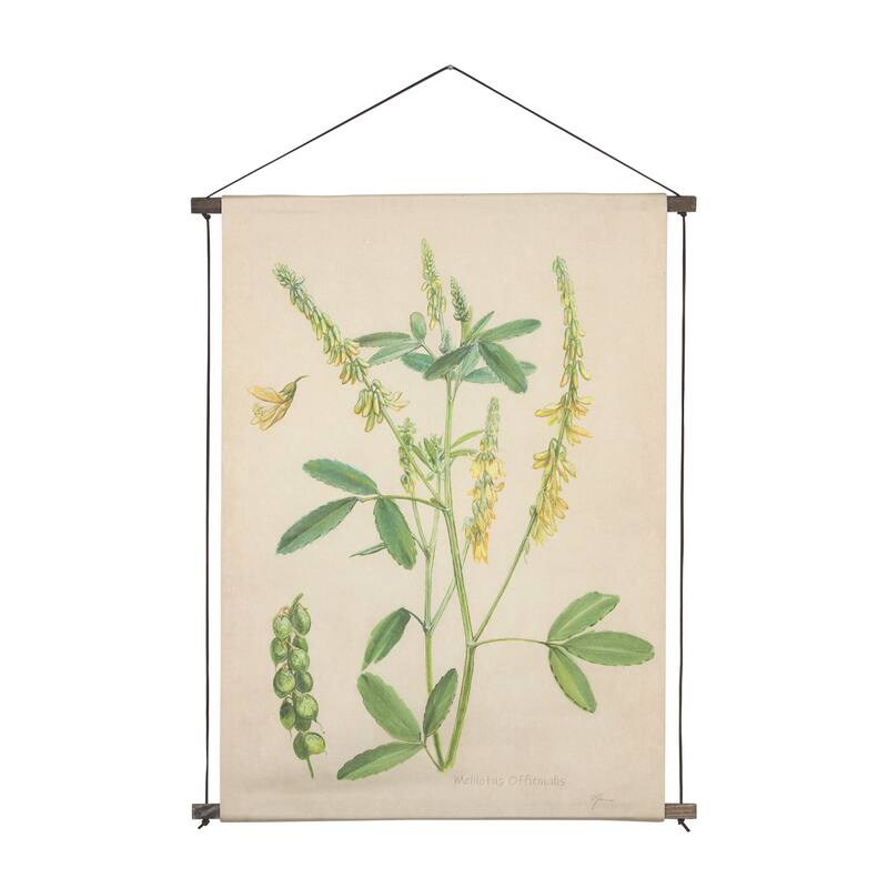 Botanical Study-Melilotus Officinalis