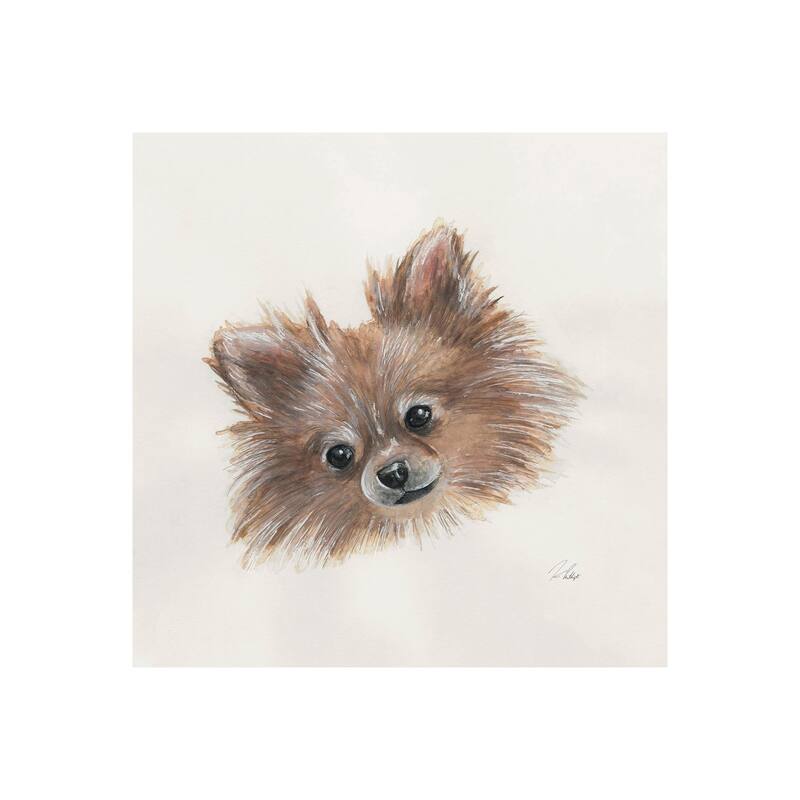 Frankie (Pomeranian 1) (20 x 20) Canvas Art Print - Small