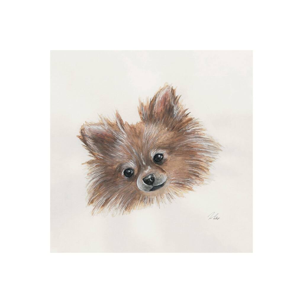 Frankie (Pomeranian 1) (20 x 20) Canvas Art Print