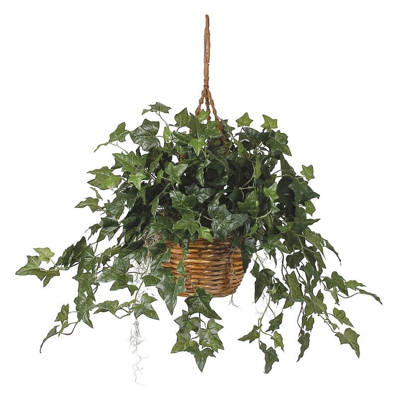 Hanging Basket Plant Decor - English Beauty Bush - Indoor Greenery - Home Stock