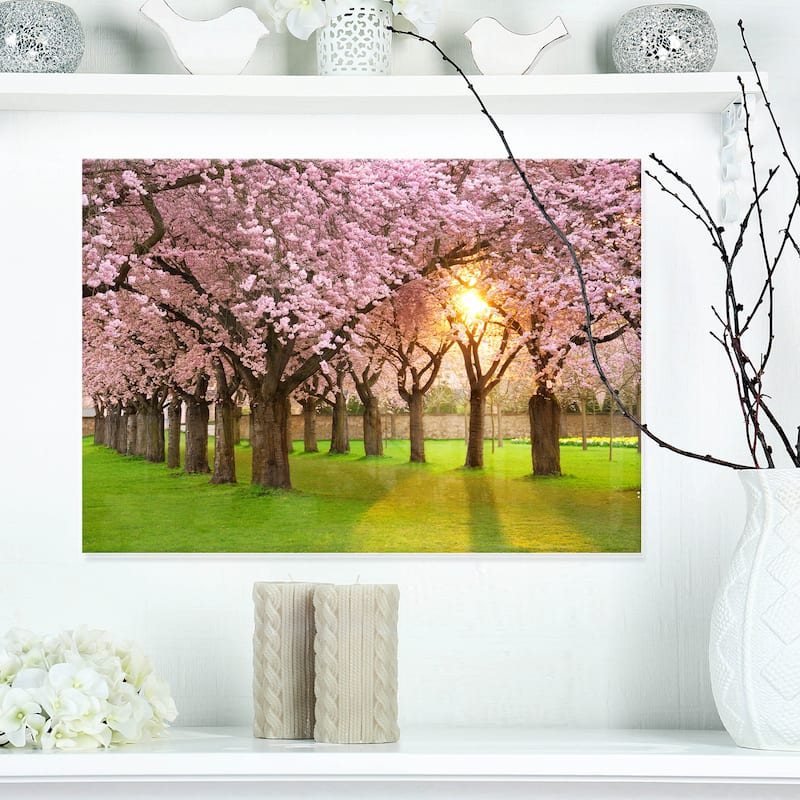 Fascinating Springtime Cherry Scenery - Landscape Glossy Metal Wall Art