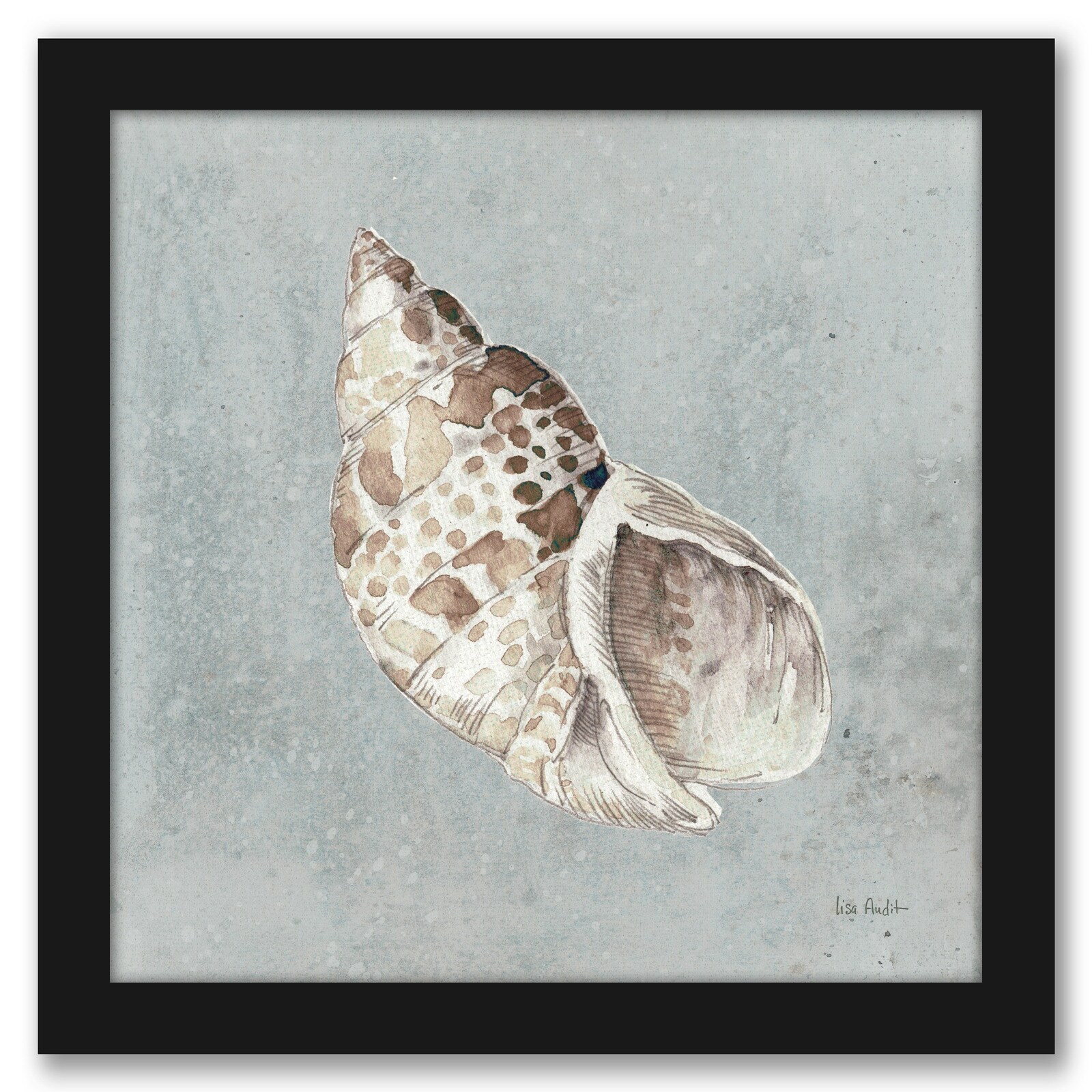 Apple seashell sale